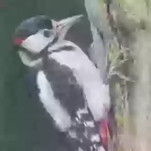 Great Spotted Woodpecker